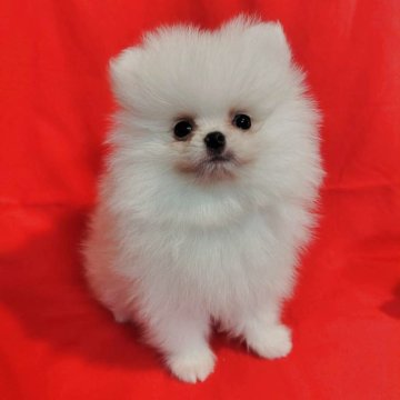 ポメラニアン【大阪府・男の子・2025年9月2日・ホワイト】の写真「爆毛の可愛い男の子」