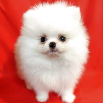 ポメラニアン【大阪府・男の子・2025年9月2日・ホワイト】の写真「とっても可愛い男の子💕」