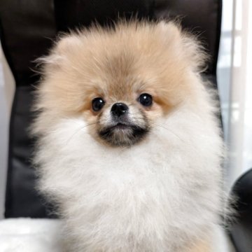 ポメラニアン【大阪府・女の子・2025年3月25日・オレンジセーブル】の写真「ハイクオリティ💖小ぶりで元気いっぱい！」