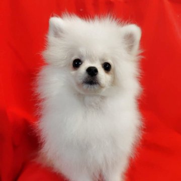 ポメラニアン【大阪府・男の子・2025年6月8日・クリームホワイト】の写真「普通体型で大人しい男の子♡」