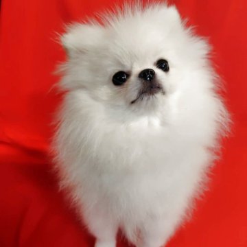 ポメラニアン【大阪府・女の子・2025年4月19日・純白に近いホワイト】の写真「極小プリンセス♡めちゃくちゃ可愛い女の子♡」
