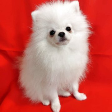 ポメラニアン【大阪府・男の子・2025年5月30日・ホワイト】の写真「活発で元気なハイクオリティの男の子🤍」