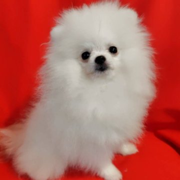 ポメラニアン【大阪府・女の子・2025年6月10日・ホワイトクリーム】の写真「ほとんど真っ白な極小の女の子👧」