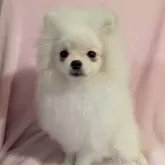 ポメラニアン