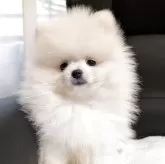 ポメラニアン
