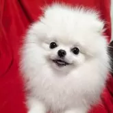ポメラニアン