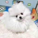 ポメラニアン