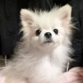 ポメラニアン