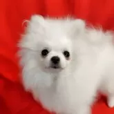 ポメラニアン【大阪府・女の子・2025年6月10日・ホワイトクリーム】の写真1