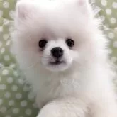 ポメラニアン【大阪府・男の子・2025年5月29日・ホワイト】の写真9