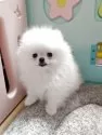 ポメラニアン【大阪府・女の子・2025年4月19日・純白に近いホワイト】の写真14