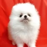 ポメラニアン【大阪府・男の子・2025年9月2日・ホワイト】の写真3