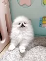 ポメラニアン【大阪府・女の子・2025年4月19日・純白に近いホワイト】の写真10