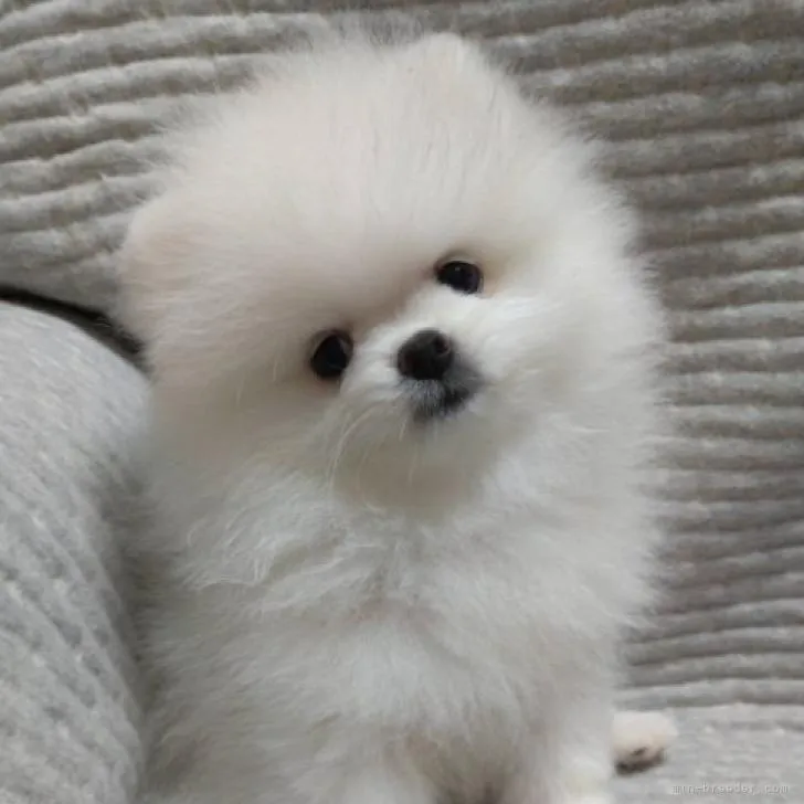 ID：2208-04361の子犬