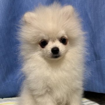 ポメラニアン【大阪府・女の子・2023年3月6日・ホワイトクリーム】の写真「両親韓国ポメラニアンです！」