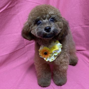 トイプードル(タイニー)【大阪府・女の子・2025年3月12日・レッドフォーン】の写真「レアカラーのふわもこにっこりぬいぐるみさん❤️」