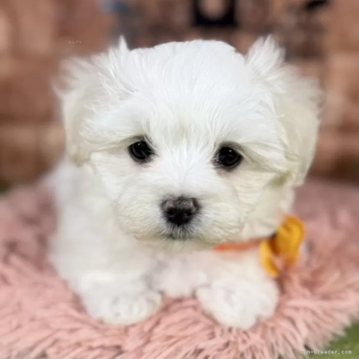 N.O 様のお迎えした子犬