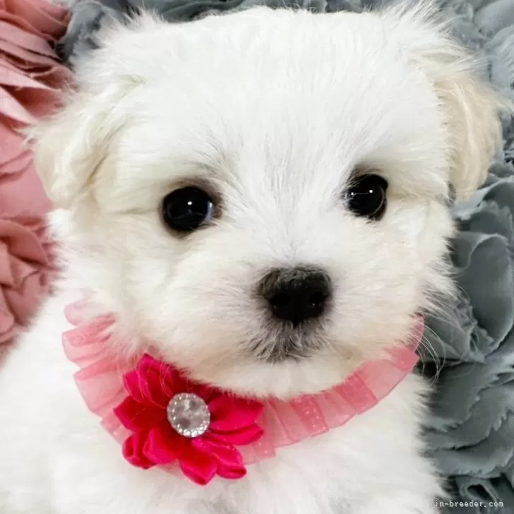 ID：2509-01243の子犬