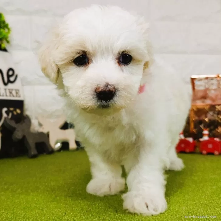 H.U 様のお迎えした子犬