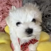 マルチーズ