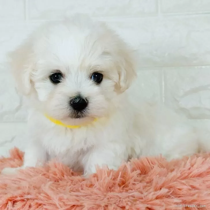 ID:2405-04911の子犬