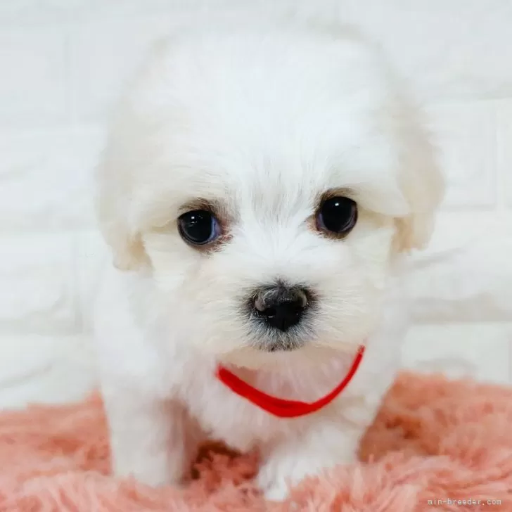 S.Ｉ 様のお迎えした子犬