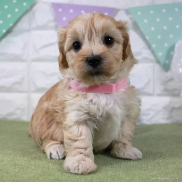 ID:2407-06529の子犬