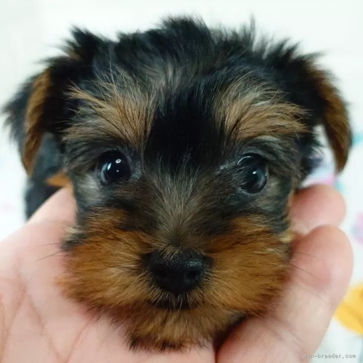 J.N 様のお迎えした子犬