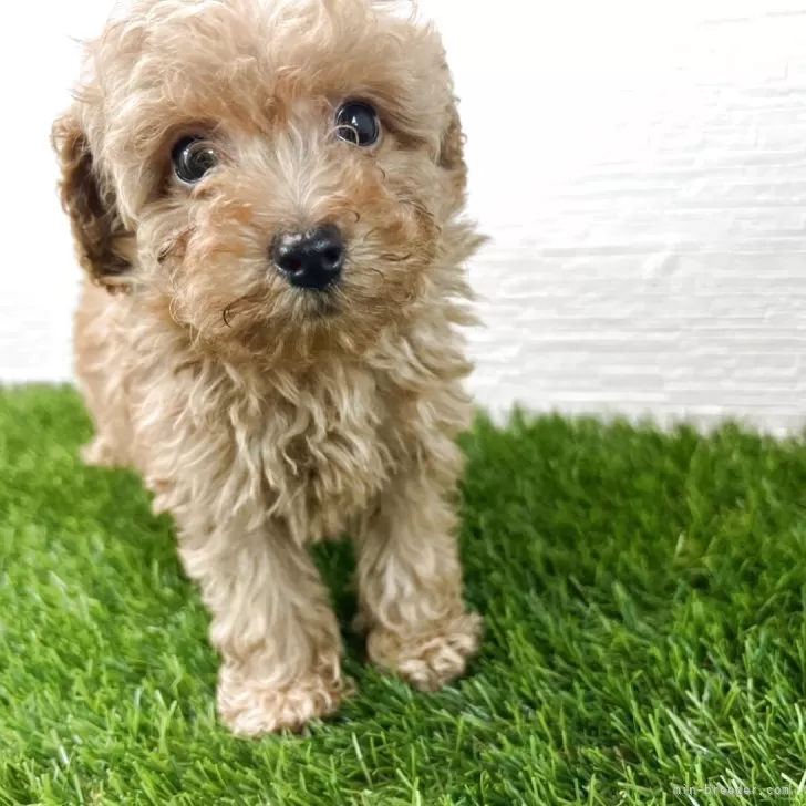 ID：2507-07577の子犬