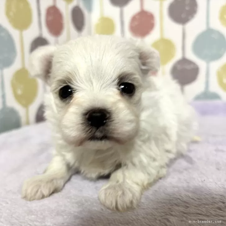 ID：2412-06155の子犬