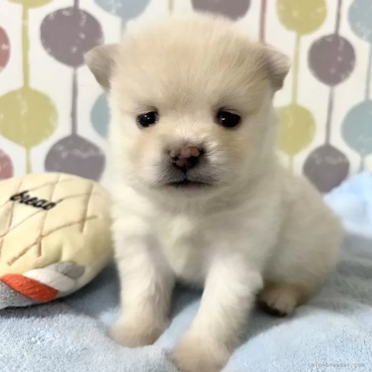 ID:2501-05801の子犬