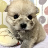 ポメラニアン