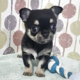 チワワ(スムース)