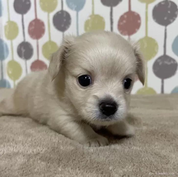 ID：2408-05127の子犬
