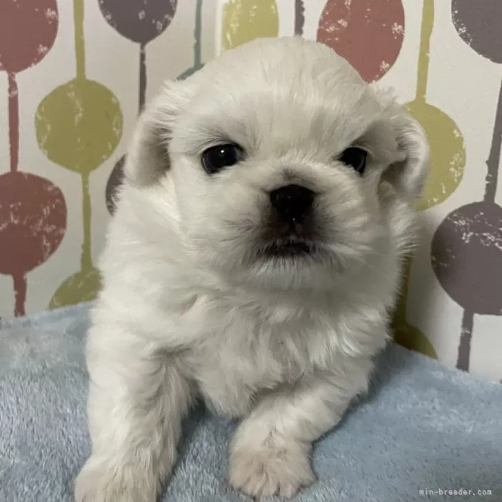 ID:2403-05899の子犬