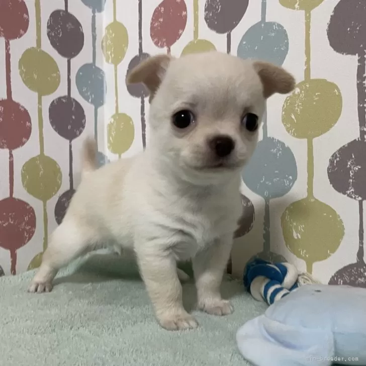 チワワ(スムース)【宮城県・男の子・2024年2月24日・クリーム】の写真1「とっても可愛く成長中💖写真更新しました」