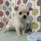 チワワ(スムース)【宮城県・男の子・2024年2月24日・クリーム】の写真1「とっても可愛く成長中💖写真更新しました」