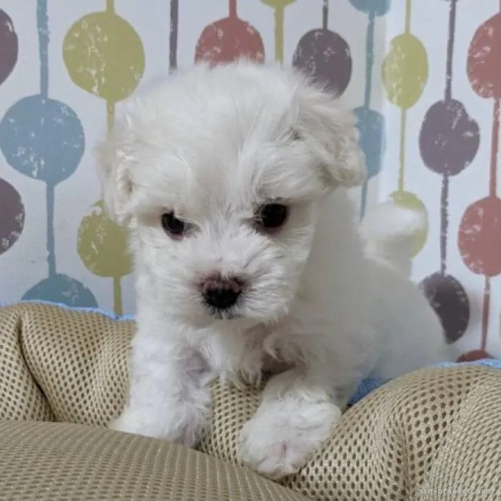ID：2209-00015の子犬