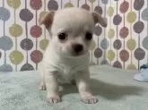 チワワ(スムース)【宮城県・男の子・2024年2月24日・クリーム】の写真2