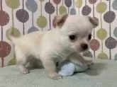 チワワ(スムース)【宮城県・男の子・2024年2月24日・クリーム】の写真3