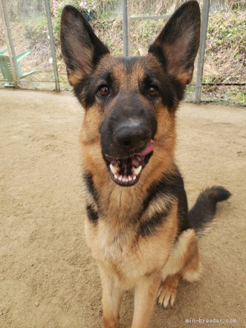 福岡県警 嘱託警察犬のグレッチェンさん｜山本　千絵(やまもと　ちえ)ブリーダー(福岡県・ジャーマン・シェパード・ドッグ・JKC/日本警察犬協会（ＰＤ）/日本シェパード犬登録協会（ＪＳＶ）登録)の紹介写真2