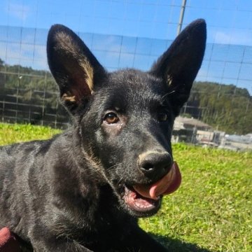 ジャーマン・シェパード・ドッグ【福岡県・男の子・2024年8月23日・ブラックタン】の写真「警察犬や訓練競技会を楽しみたい方【必見】」