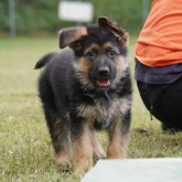 ジャーマン・シェパード・ドッグ