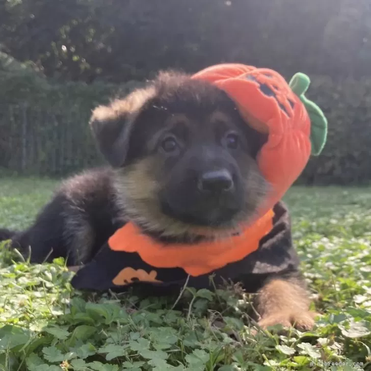 ID：2411-00240の子犬