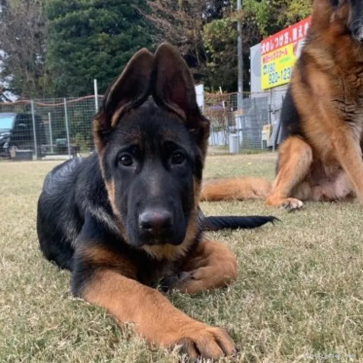 ID:2310-05241の子犬