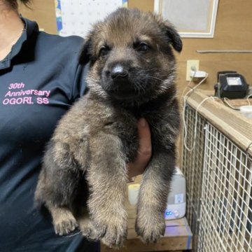 ジャーマン・シェパード・ドッグ【福岡県・男の子・2023年6月11日・ウルフ】の写真「警察犬を目指したい方にはおすすめ‼️」