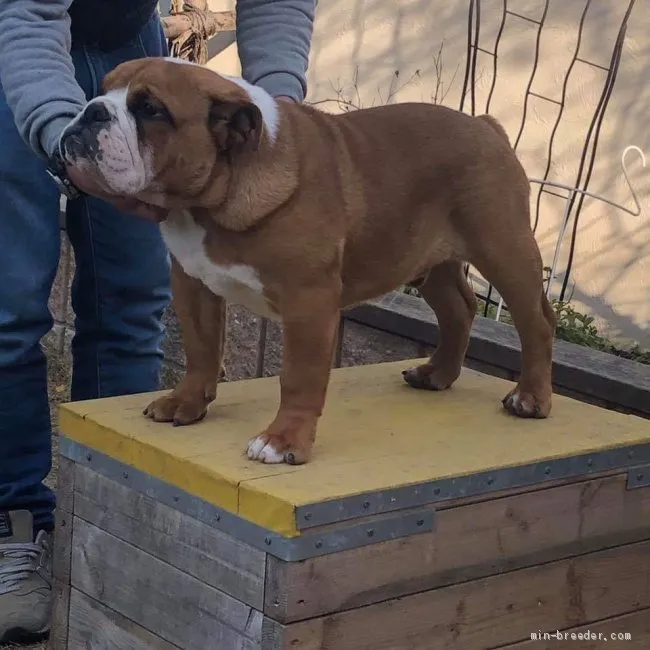 ID:1911-01104の子犬
