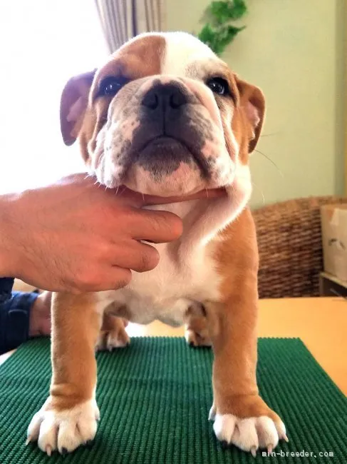 Y.H 様のお迎えした子犬