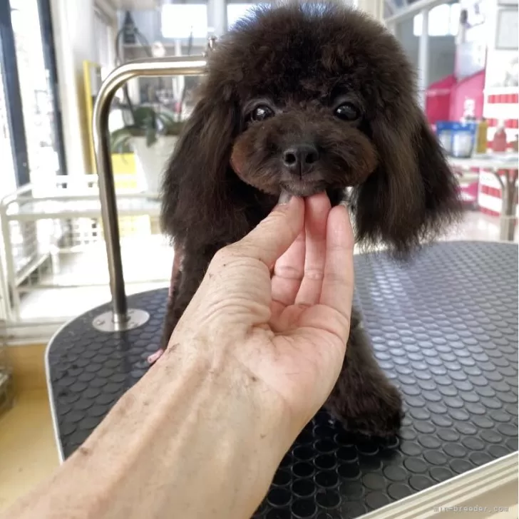 ティーカッププードル【鹿児島県・女の子・2025年4月7日・ブラック&amp;ホワイト】の写真1「ソックス🧦はいてます♡」