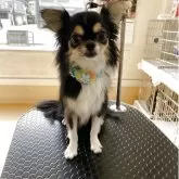 チワワ(ロング)